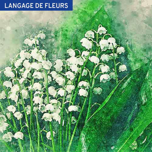 Muguet du 1er mai : histoire et origines de la fleur porte-bonheur | LA SERRE fleuriste à Nantes