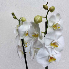 Charger l&#39;image dans la galerie, plantes_interieur_nantes_cadeau_orchidee_fleuriste_la_serre_zola_livraison_14

