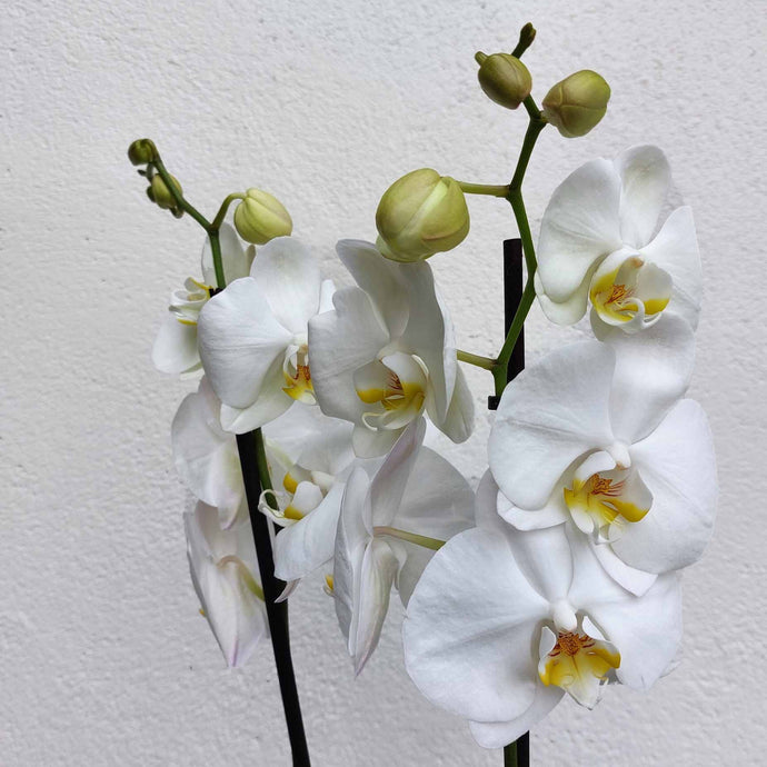 plantes_interieur_nantes_cadeau_orchidee_fleuriste_la_serre_zola_livraison_14