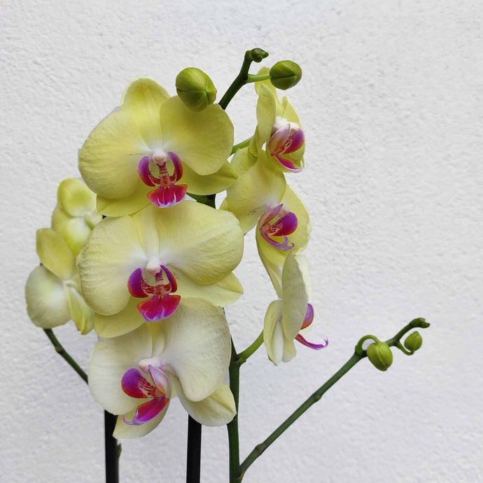 plantes_interieur_nantes_cadeau_orchidee_fleuriste_la_serre_zola_livraison_13