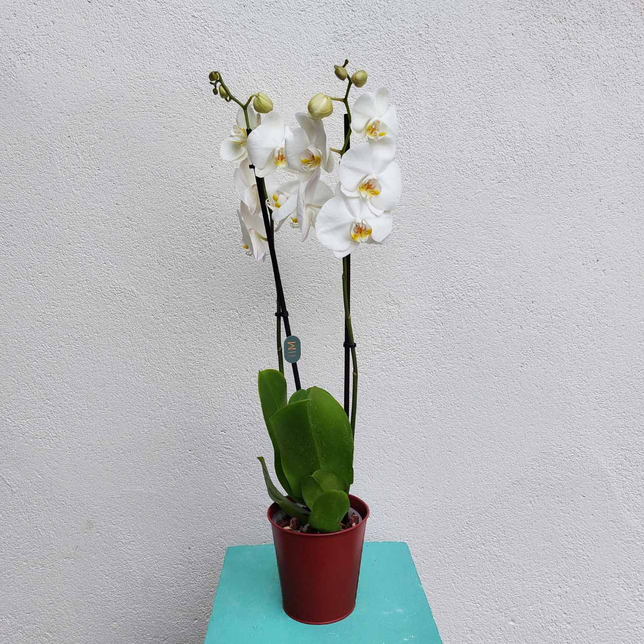 plantes_interieur_nantes_cadeau_orchidee_fleuriste_la_serre_zola_livraison_11