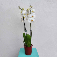 Charger l&#39;image dans la galerie, plantes_interieur_nantes_cadeau_orchidee_fleuriste_la_serre_zola_livraison_11
